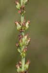 Pineland plantain